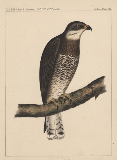 Birds, Plate XIII by American School